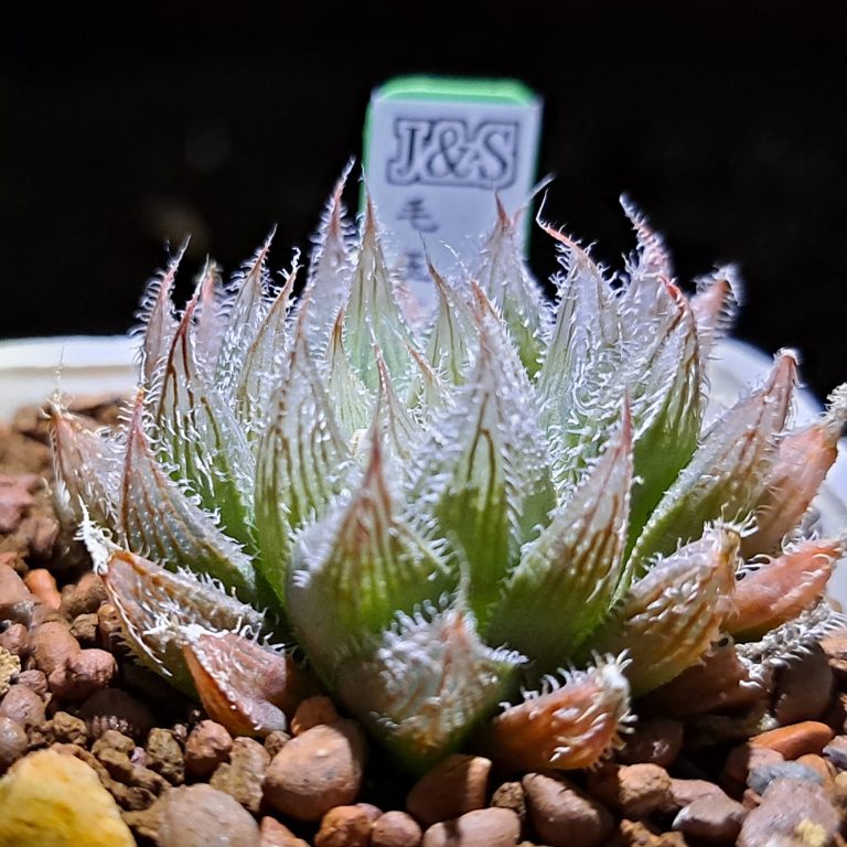 多肉仙人交易所