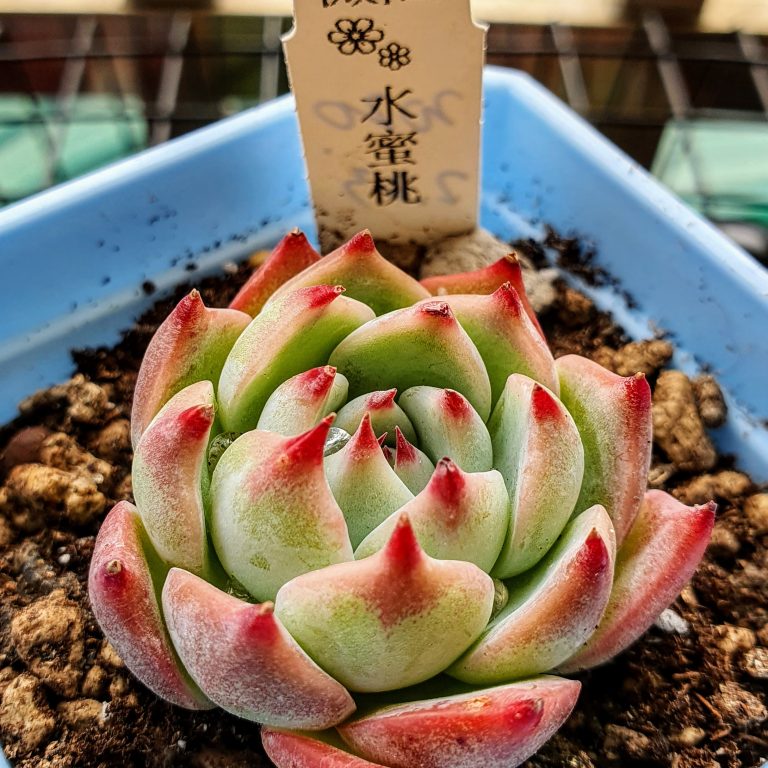 多肉仙人交易所