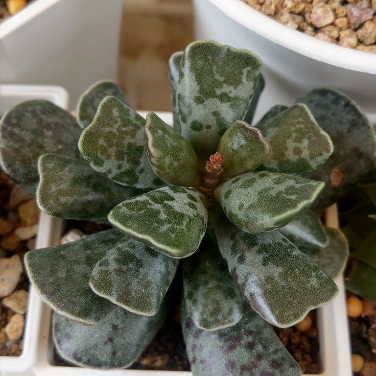 多肉仙人交易所