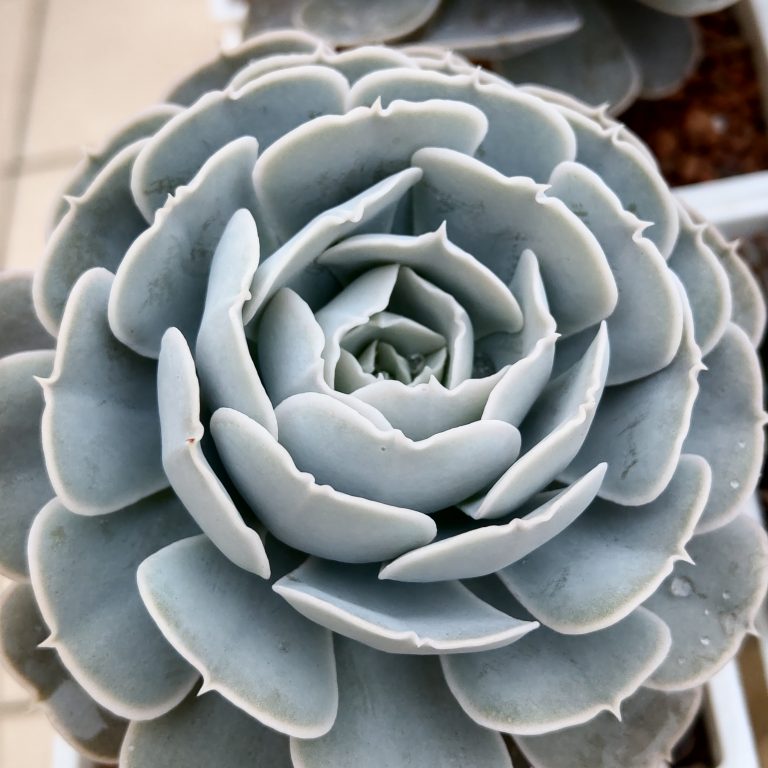 多肉仙人交易所