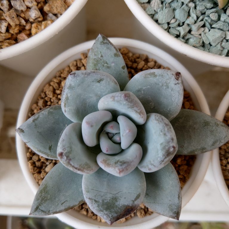 多肉仙人交易所