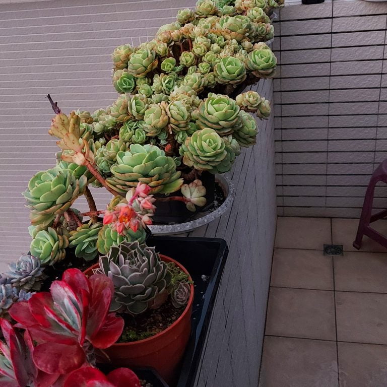 多肉仙人交易所