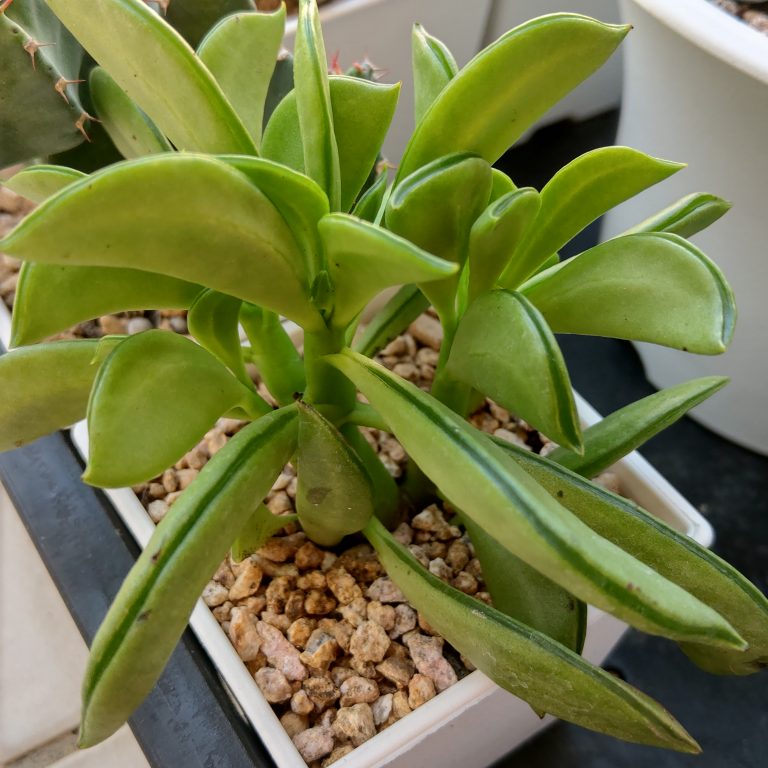 多肉仙人交易所