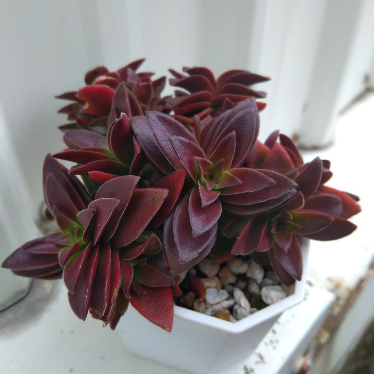 多肉仙人交易所