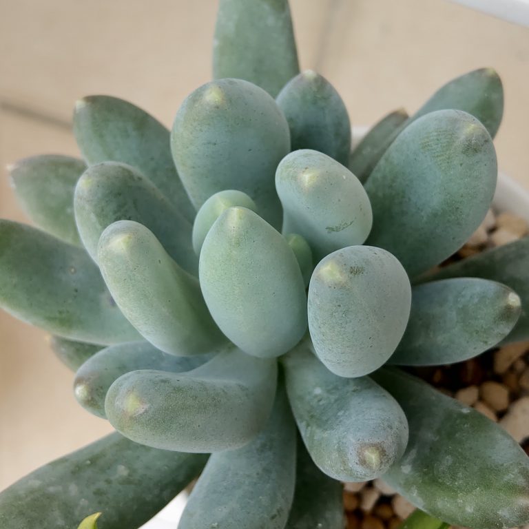 多肉仙人交易所