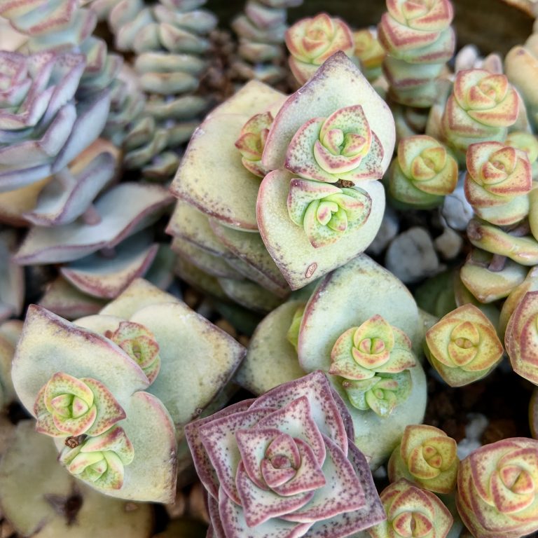 多肉仙人交易所