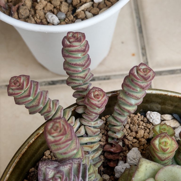 多肉仙人交易所