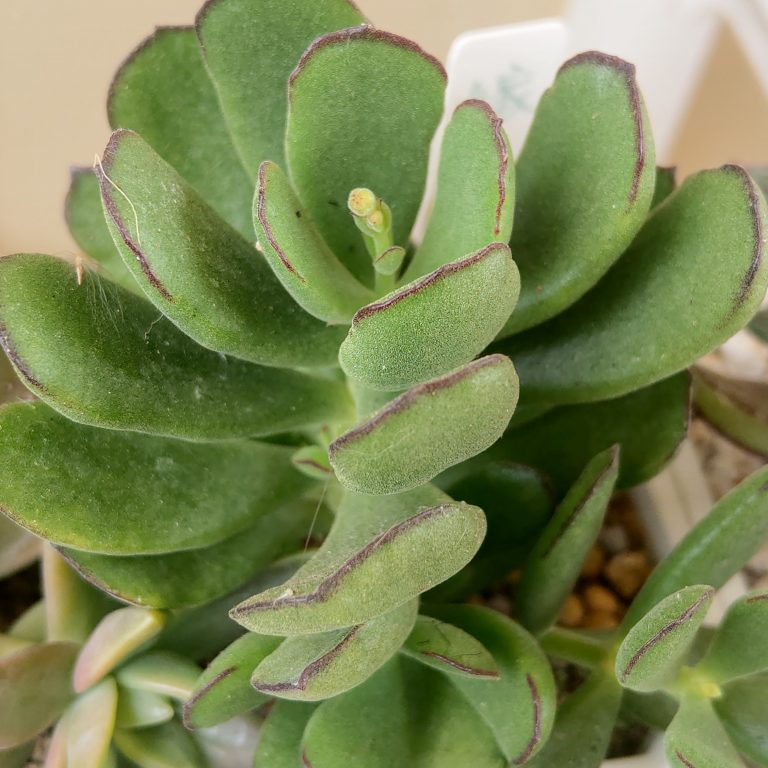 多肉仙人交易所