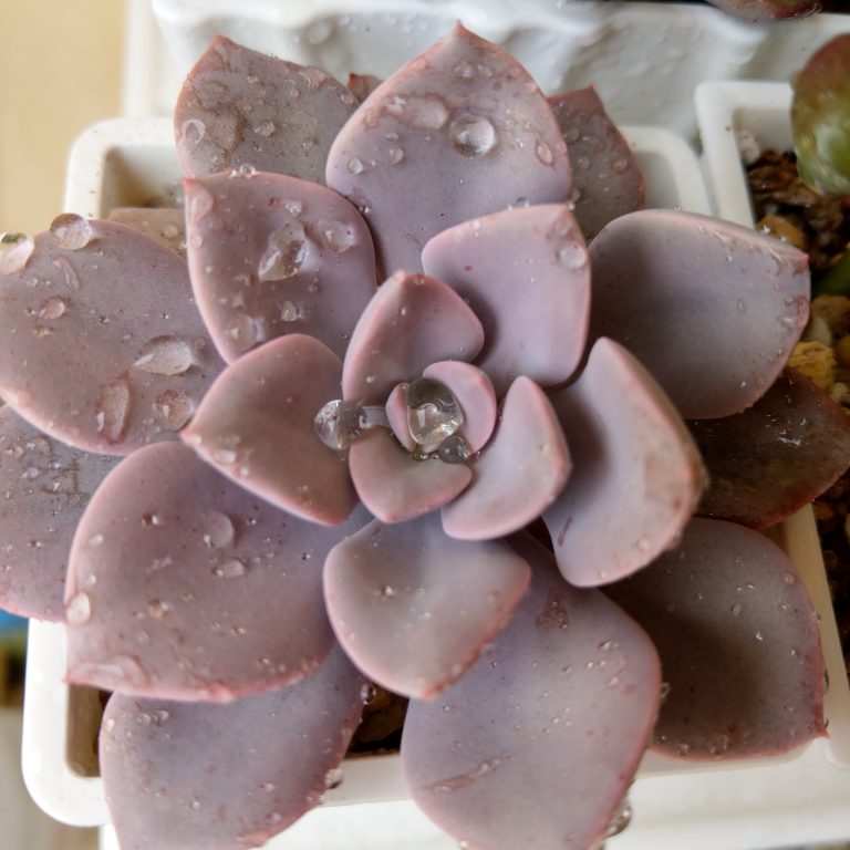 多肉仙人交易所