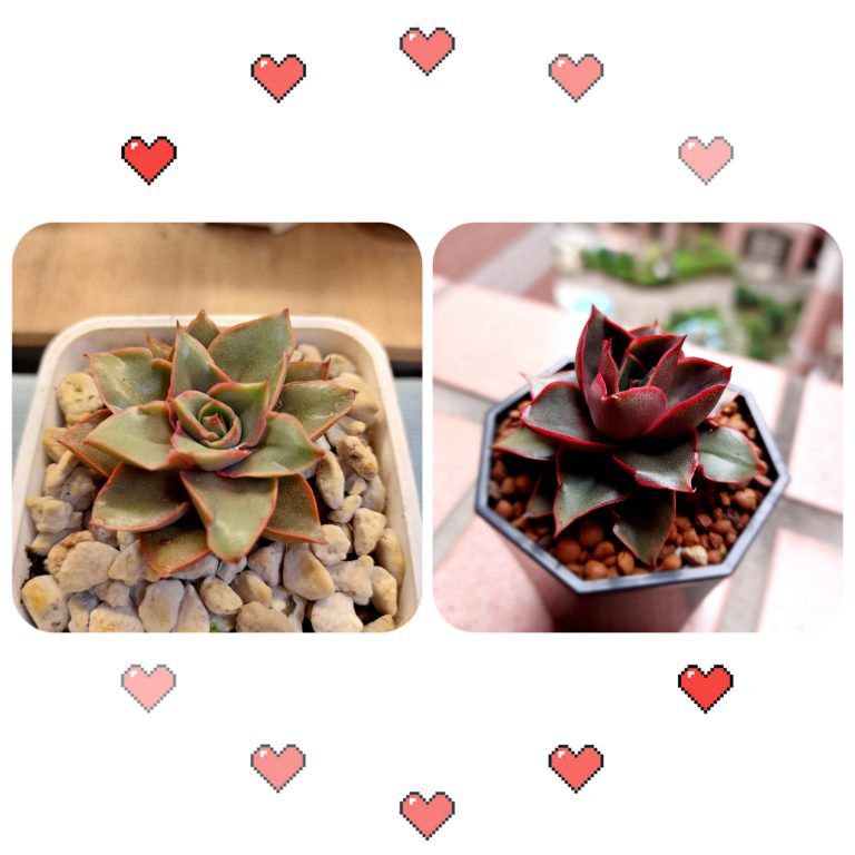 多肉仙人交易所