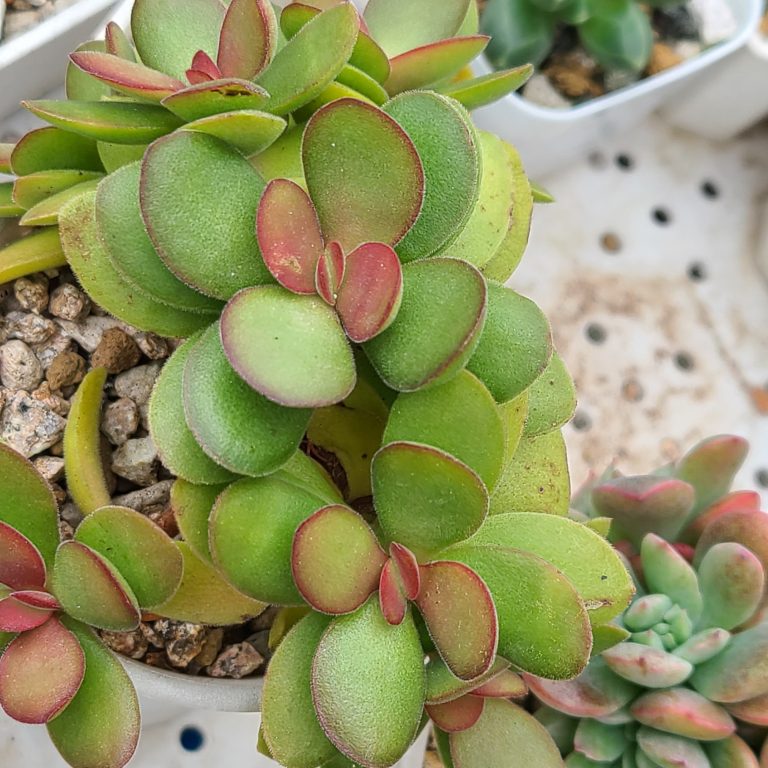 多肉仙人交易所