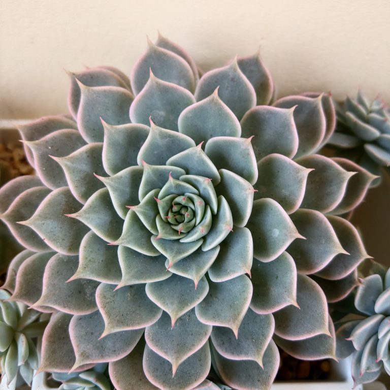 多肉仙人交易所