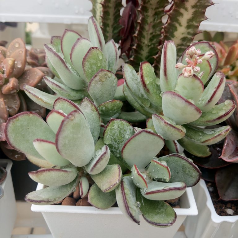 多肉仙人交易所