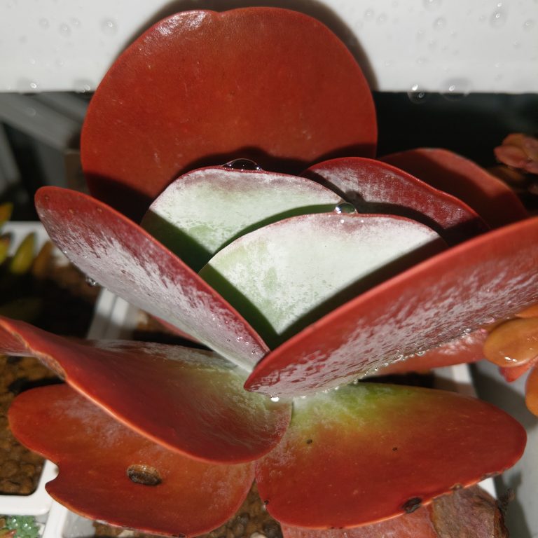 多肉仙人交易所