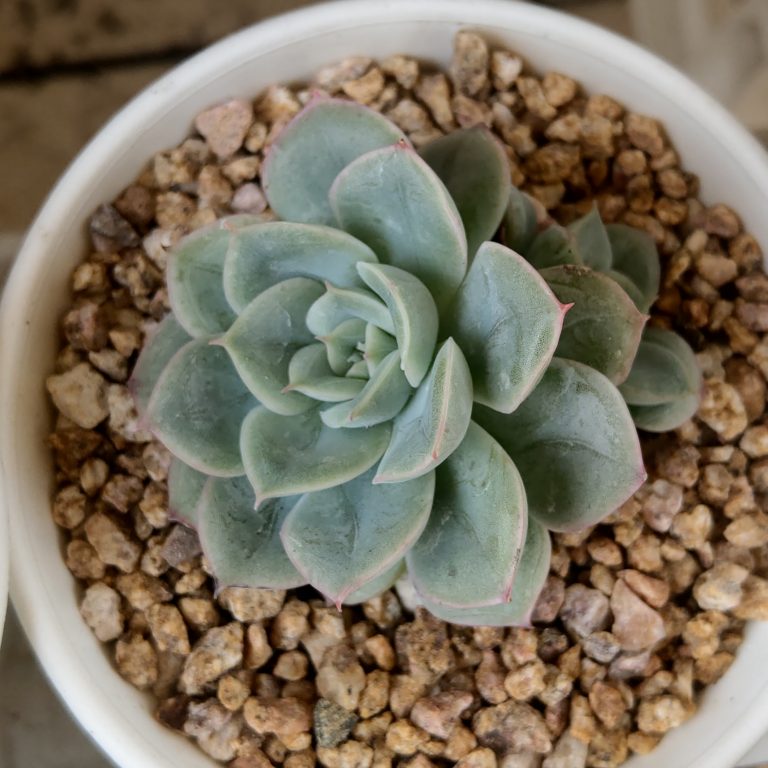 多肉仙人交易所