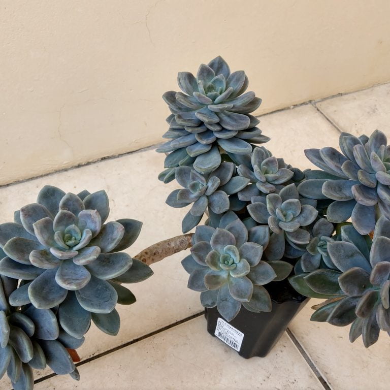 多肉仙人交易所