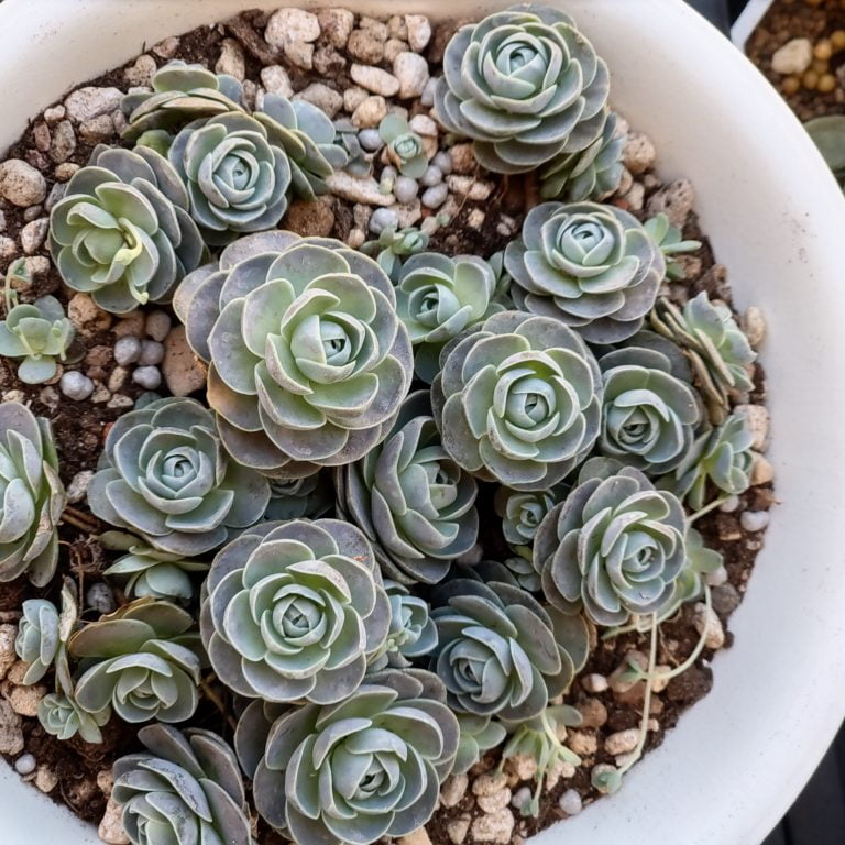 多肉仙人交易所