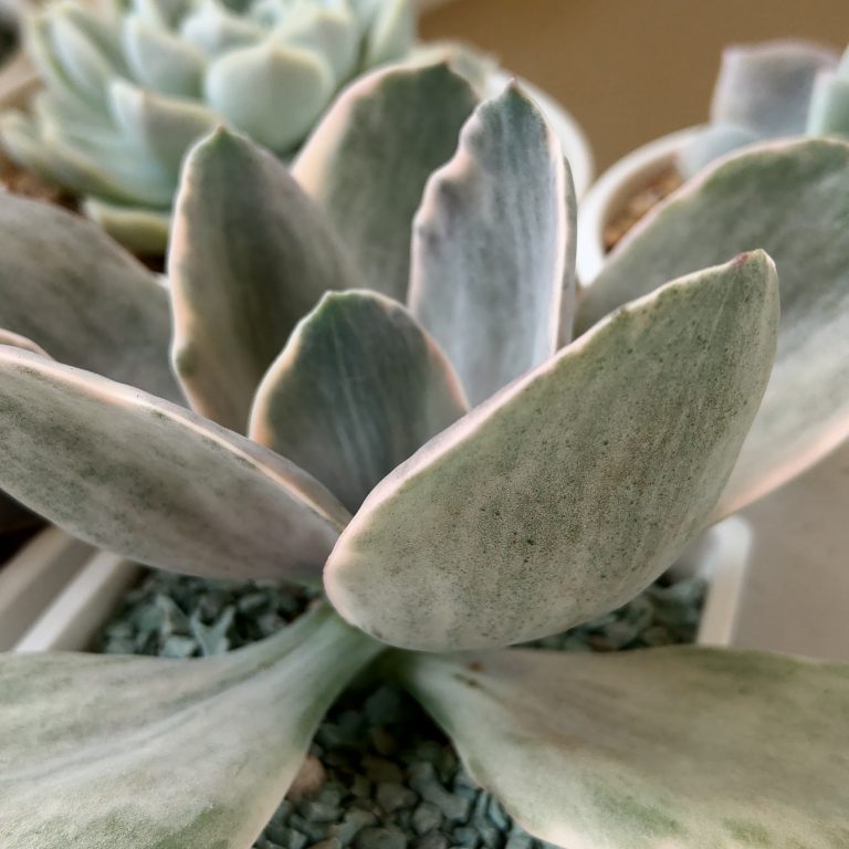 多肉仙人交易所