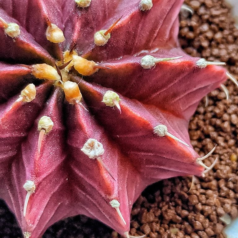 多肉仙人交易所