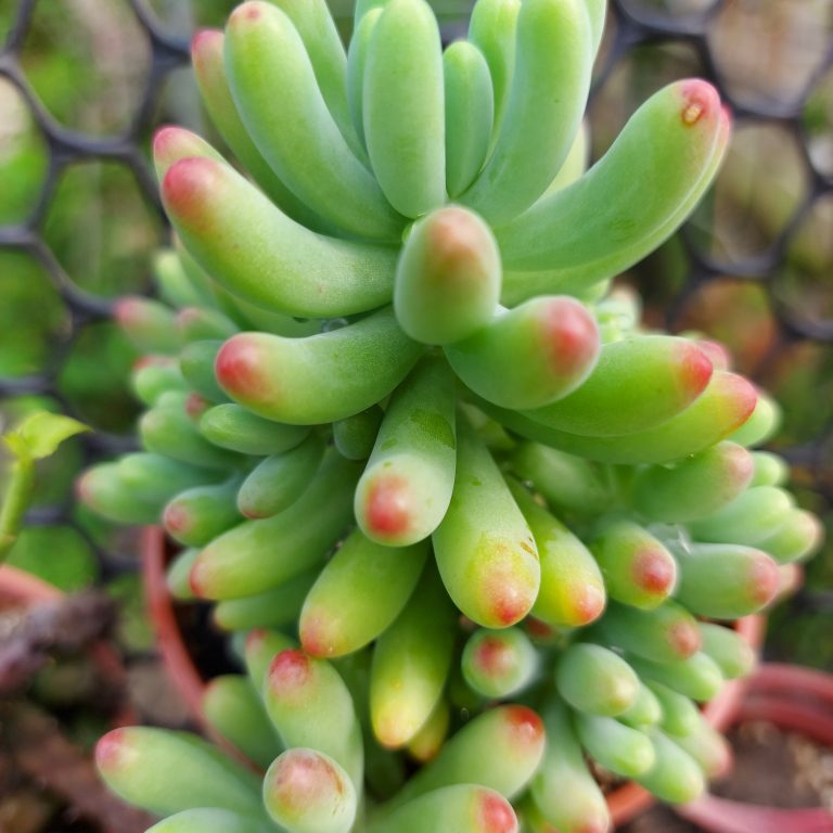 多肉仙人交易所