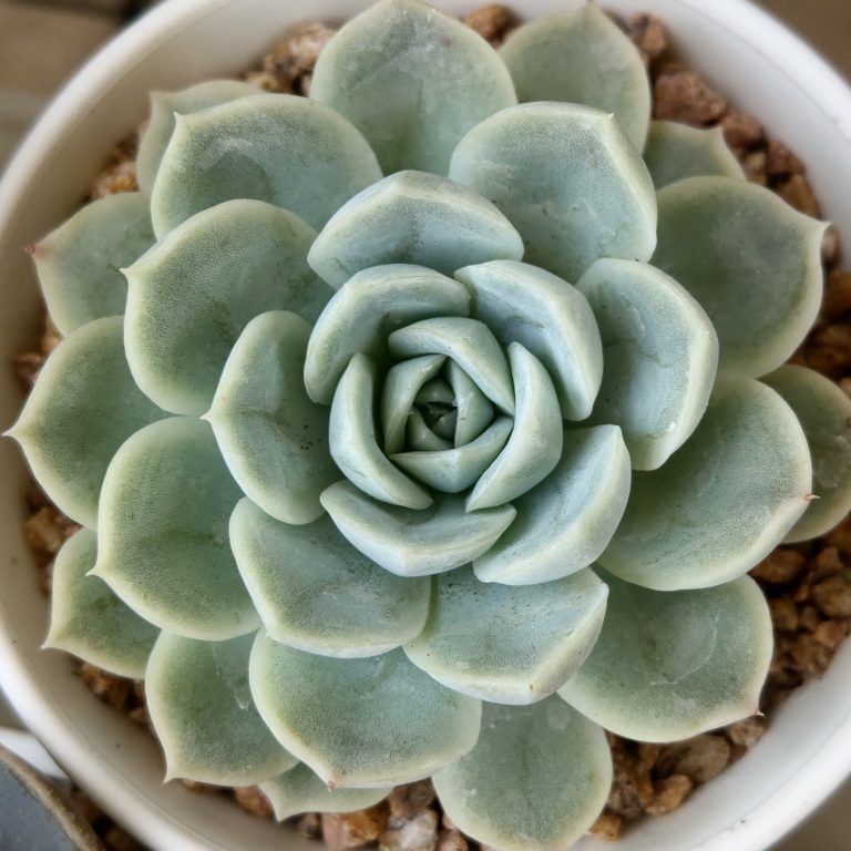 多肉仙人交易所