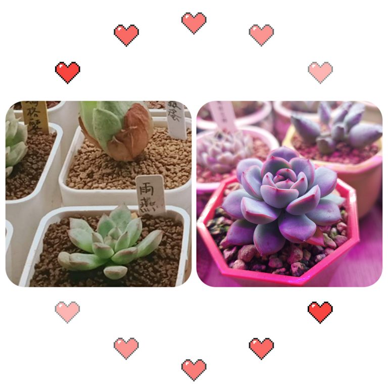 多肉仙人交易所