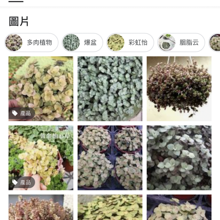 多肉仙人交易所