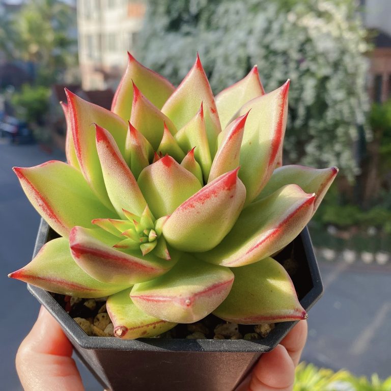 多肉仙人交易所