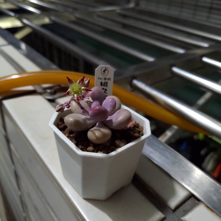 多肉仙人交易所