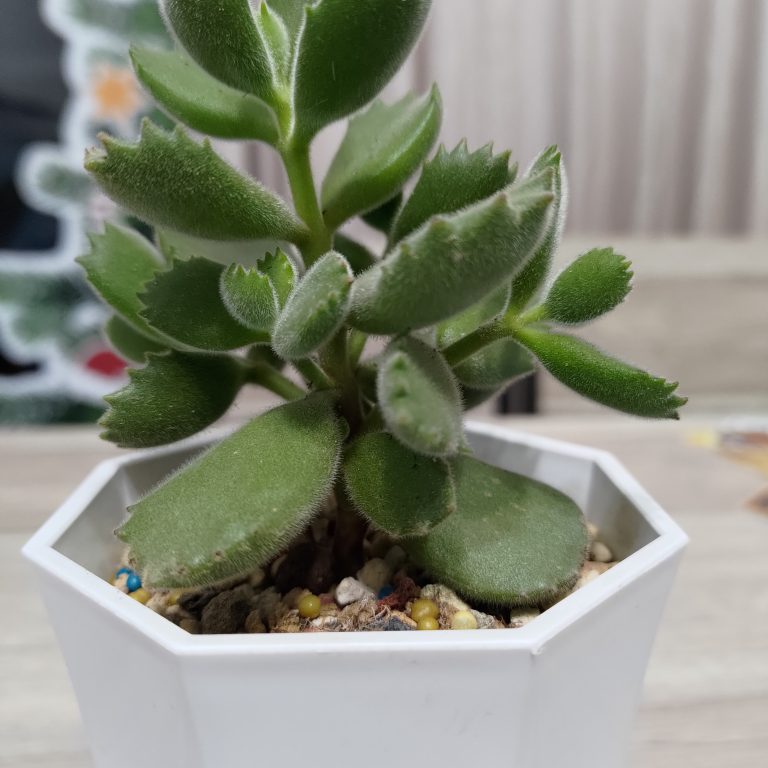 多肉仙人交易所