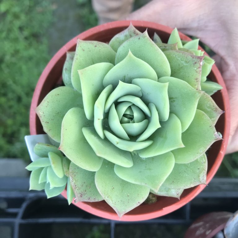 多肉仙人交易所