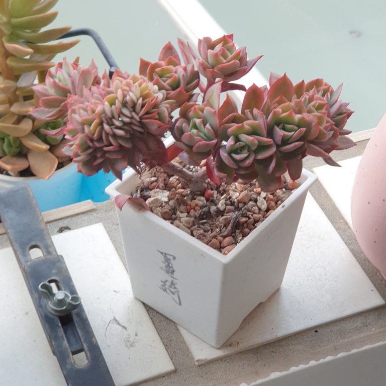 多肉仙人交易所