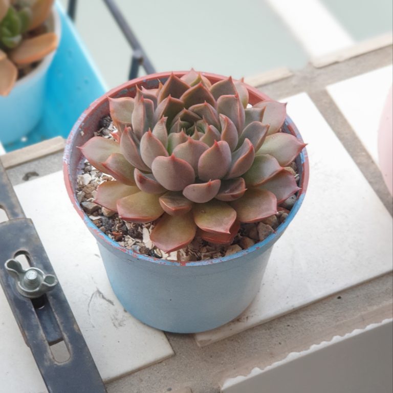 多肉仙人交易所