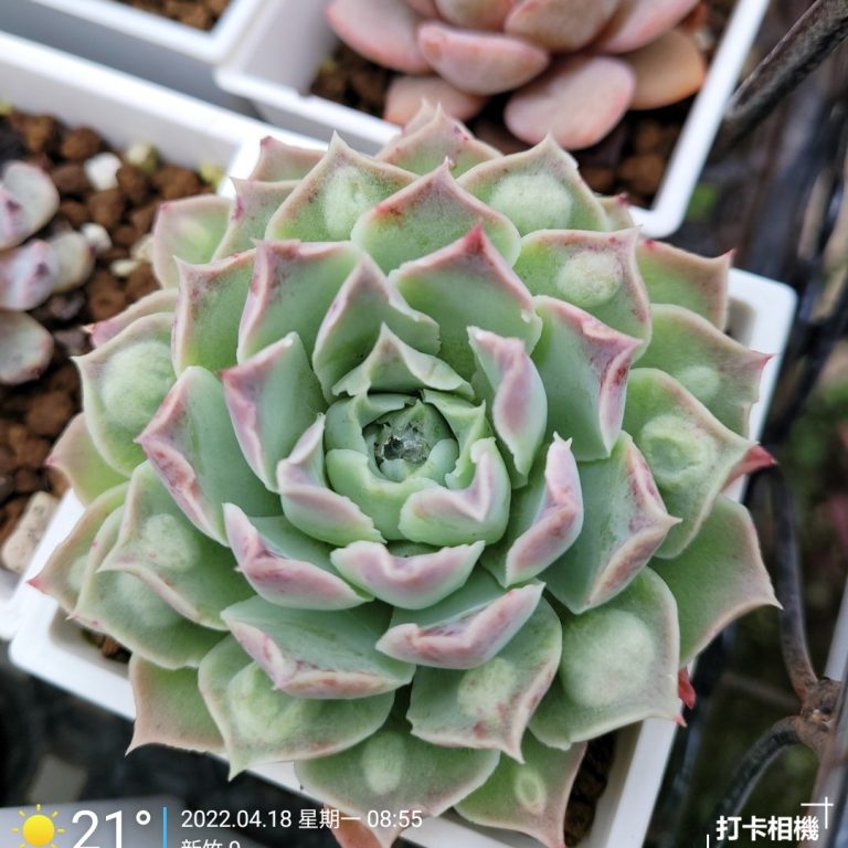 多肉仙人交易所