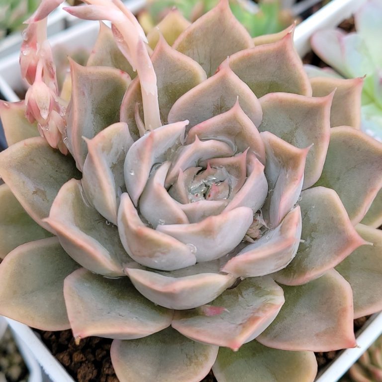 多肉仙人交易所