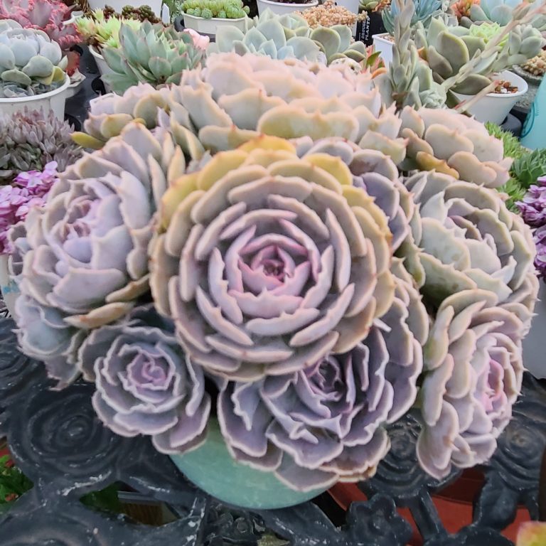 多肉仙人交易所