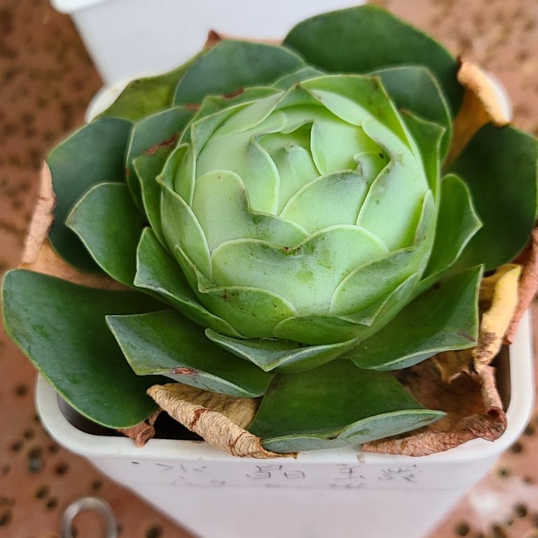 多肉仙人交易所