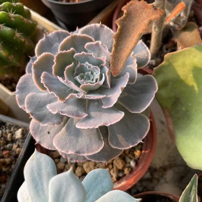 多肉仙人交易所