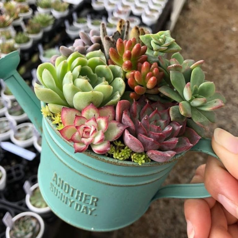 多肉仙人交易所