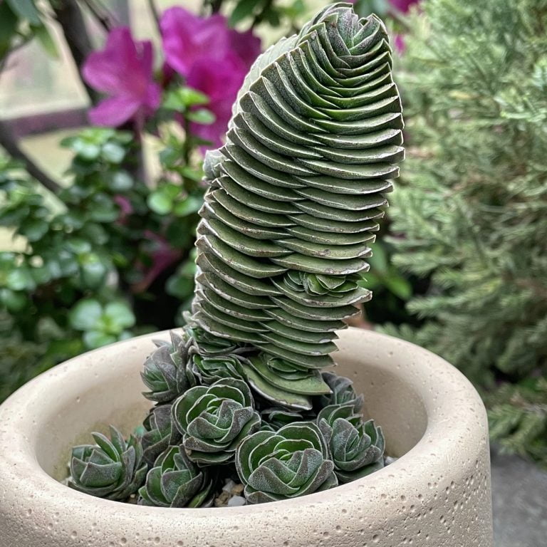 多肉仙人交易所