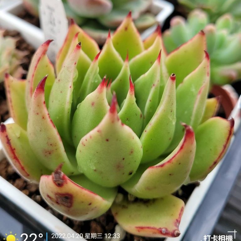 多肉仙人交易所