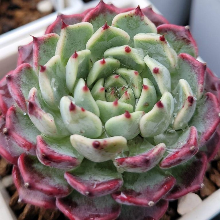 多肉仙人交易所