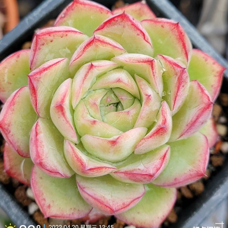 多肉仙人交易所