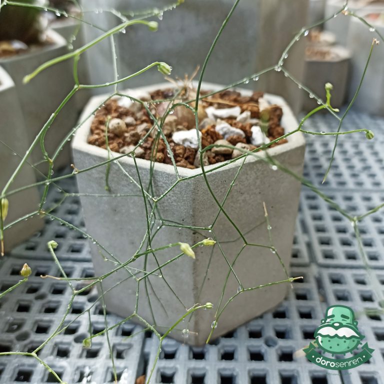 多肉仙人交易所