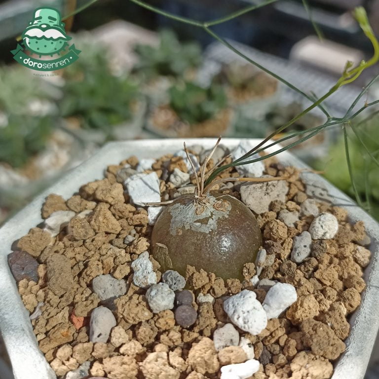 多肉仙人交易所