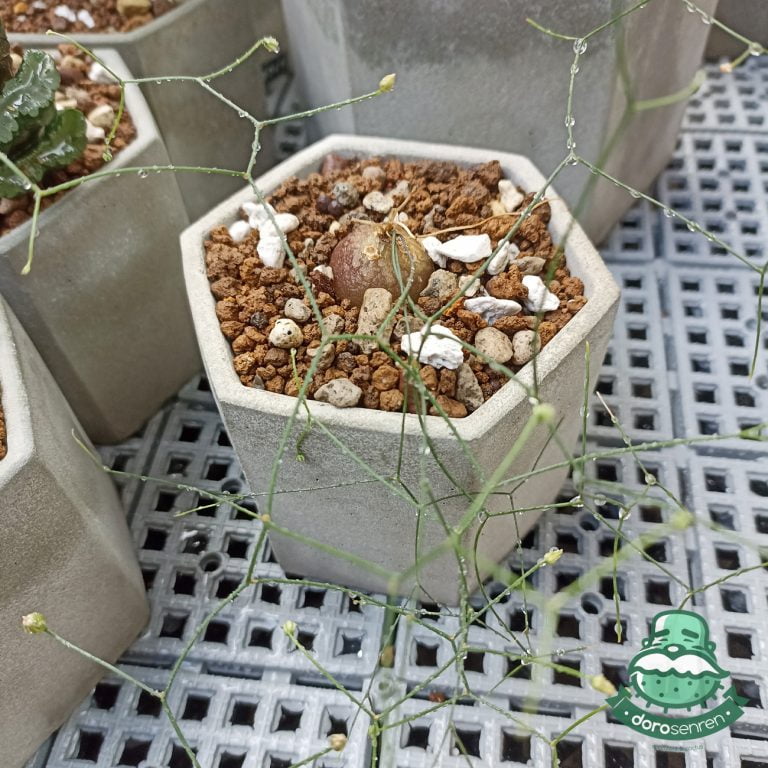 多肉仙人交易所