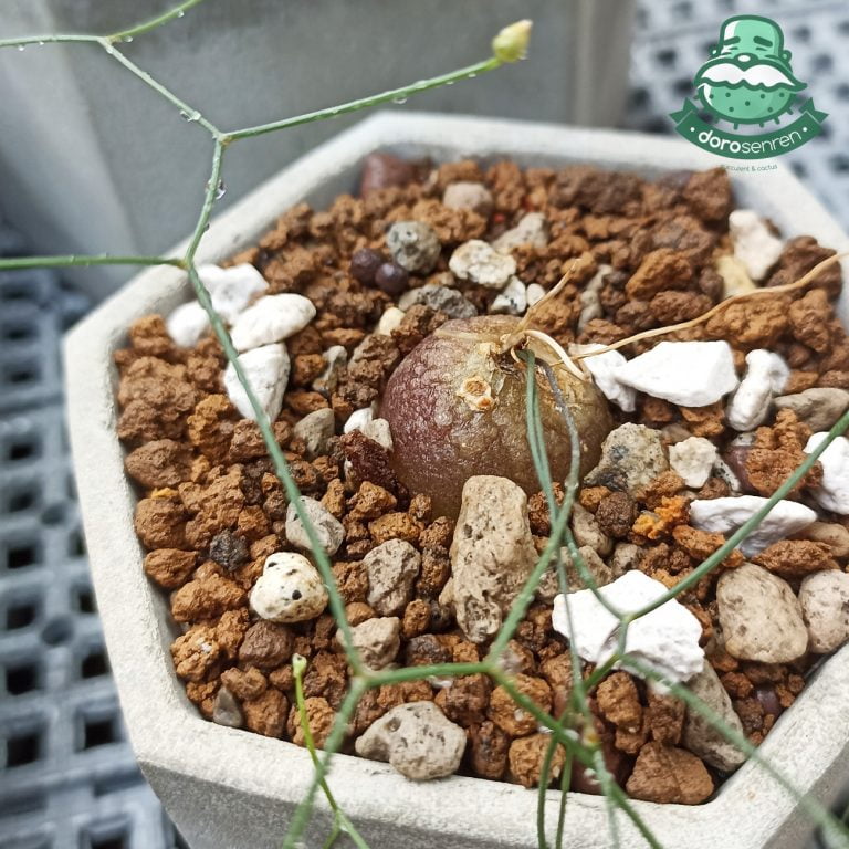 多肉仙人交易所