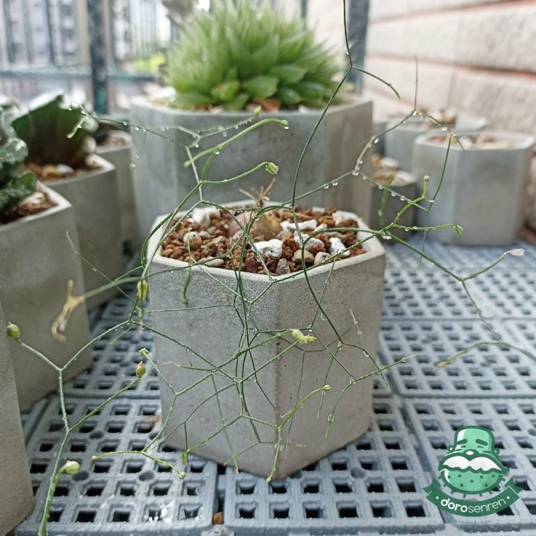 多肉仙人交易所