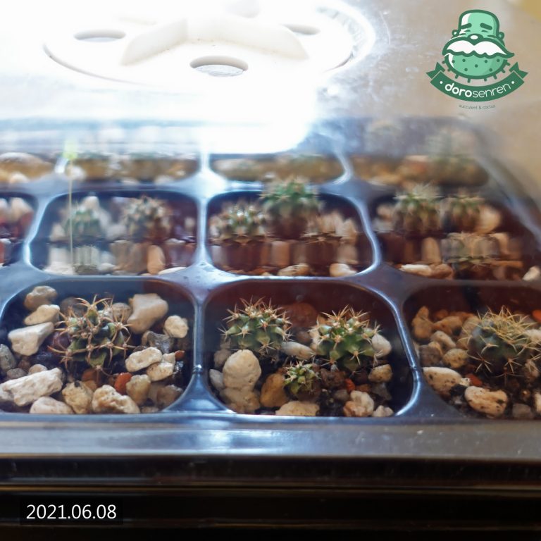 多肉仙人交易所