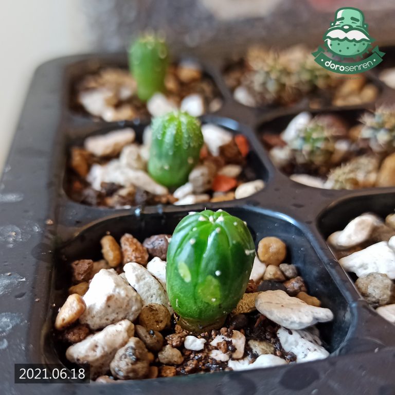 多肉仙人交易所